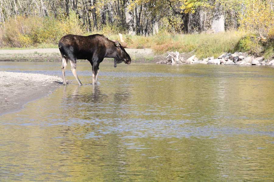 moose in river
