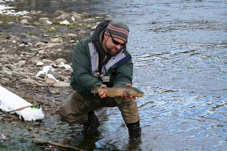 Gallatin River brown trout Brown on the Gallatin River