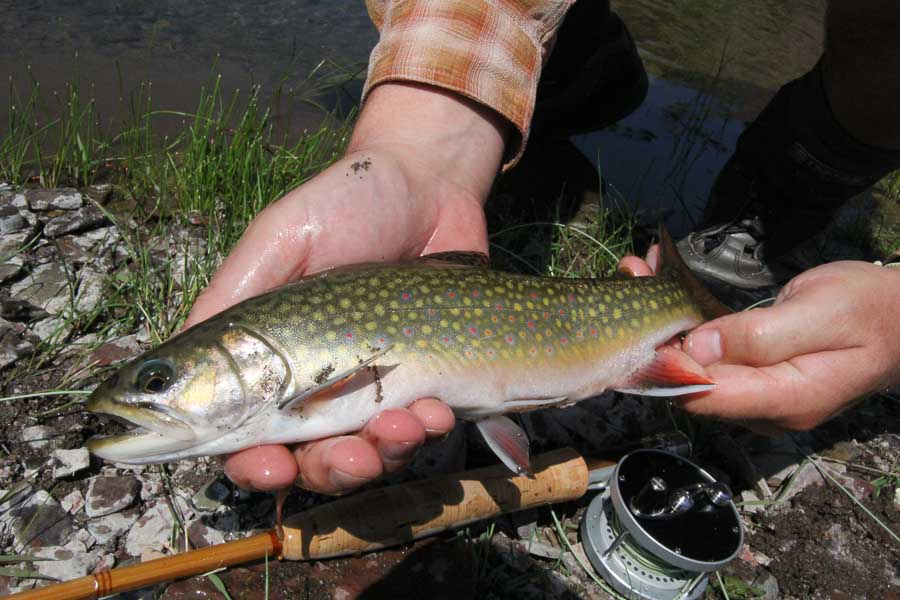 guided trout fishing