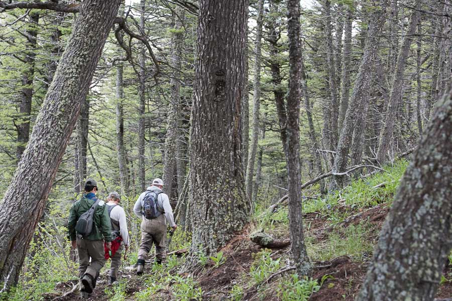 hiking through woods