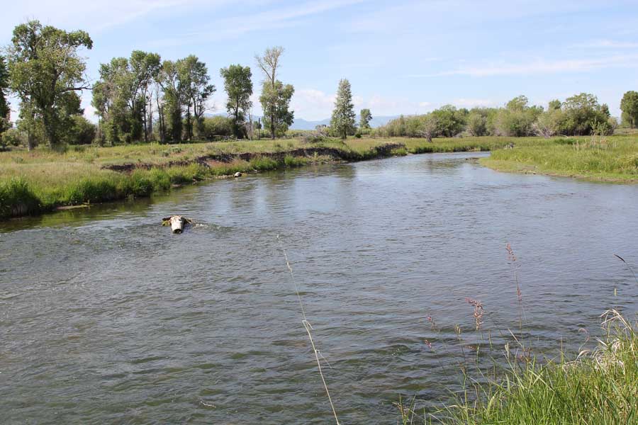 montana trout fishing