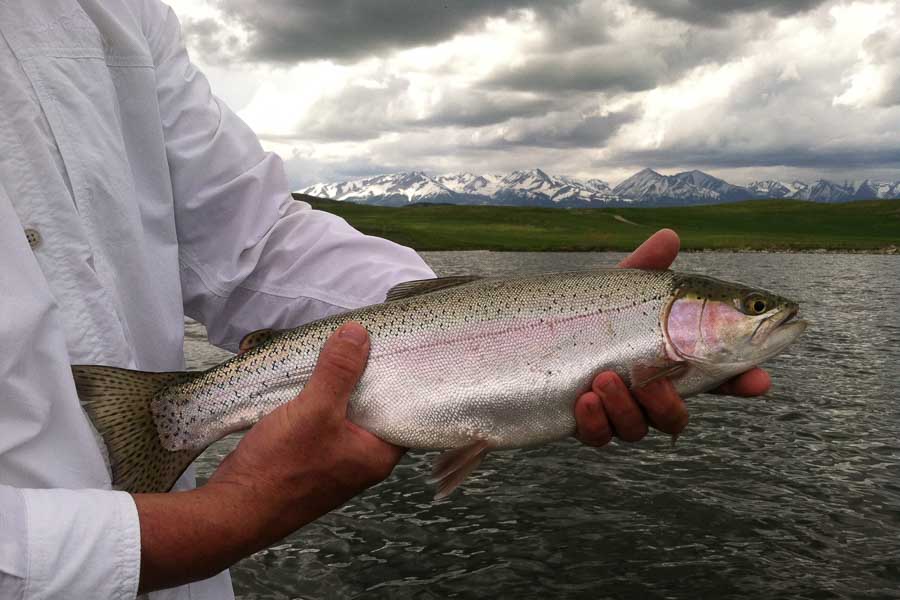 montana fly fishing