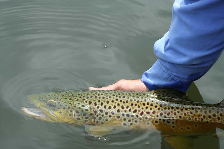 big browntrout fly fishing montana