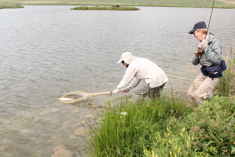 netting trout netting hanson lake fish