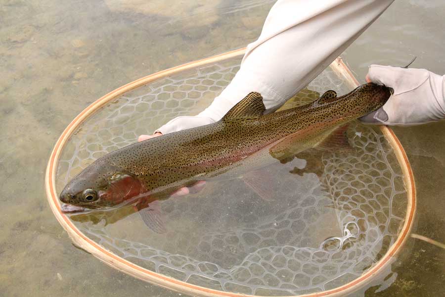 big trout hanson lake fly fishing