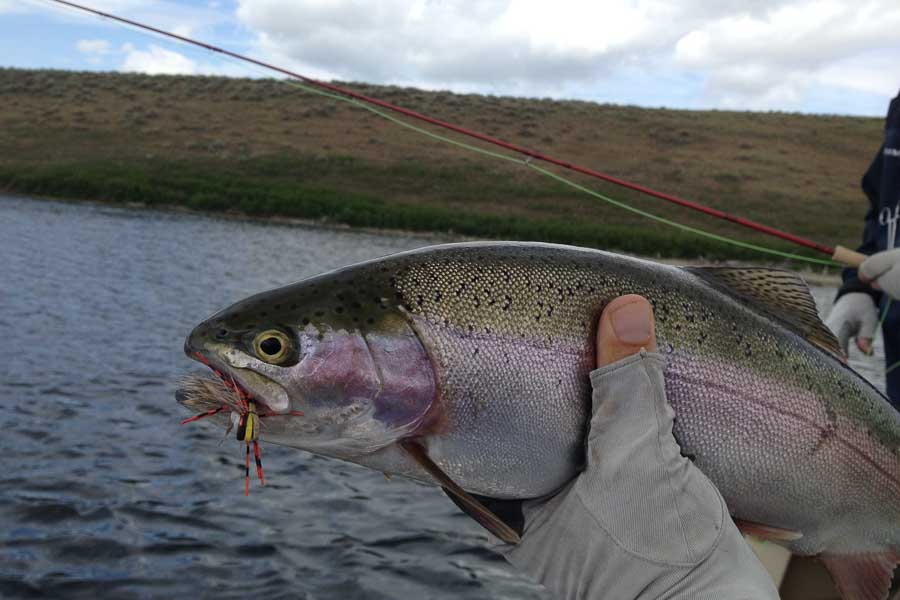 guided fishing montana rainbow trout
