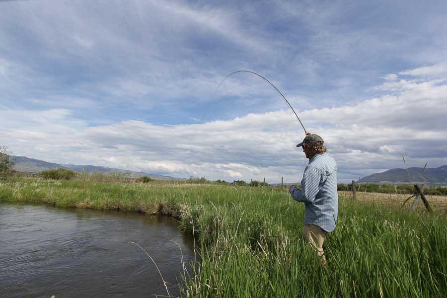 trout fishing montana