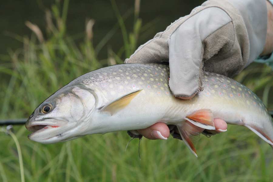 guided montana fly fishing brooke trout