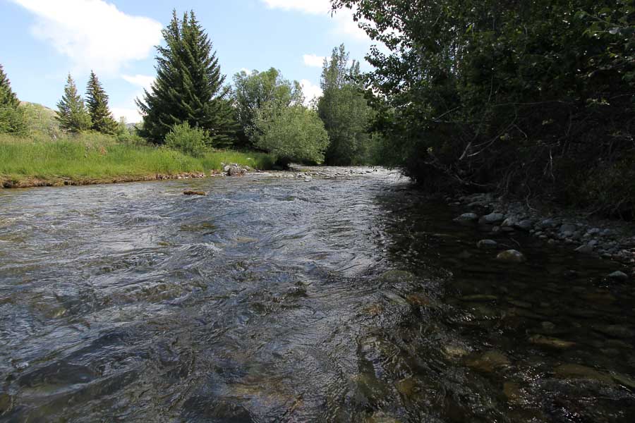 trout fishing montana