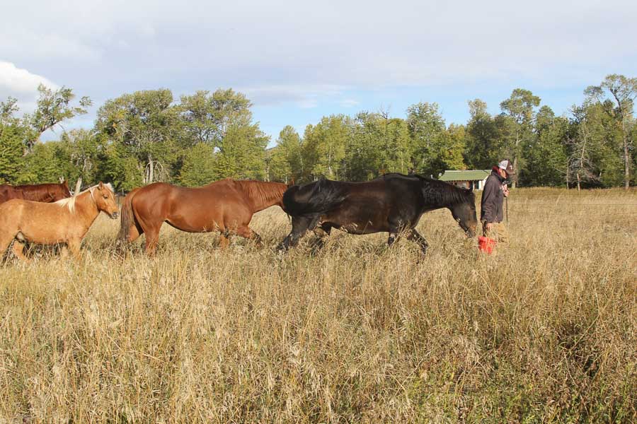 guided fly fishing montana guided fly fishing trip
