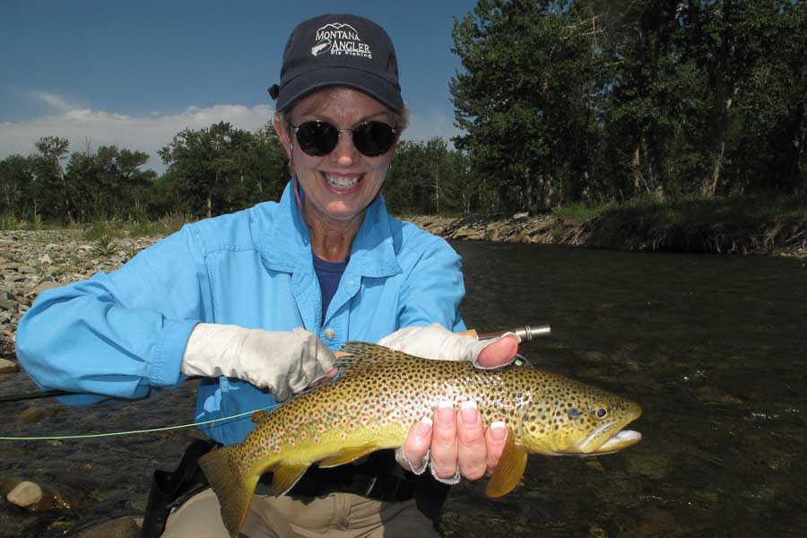 big brown trout sweet grass creek brown trout