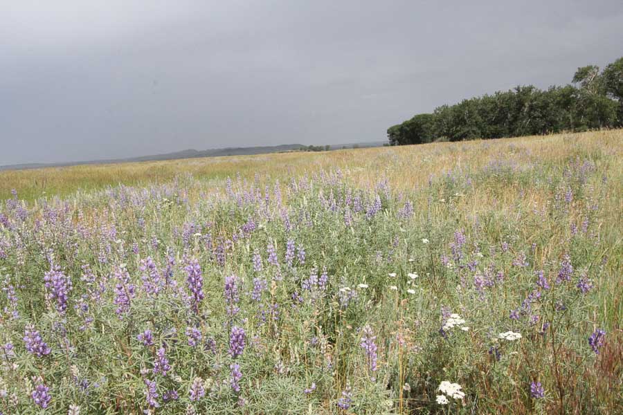 sweet grass creek meadow view