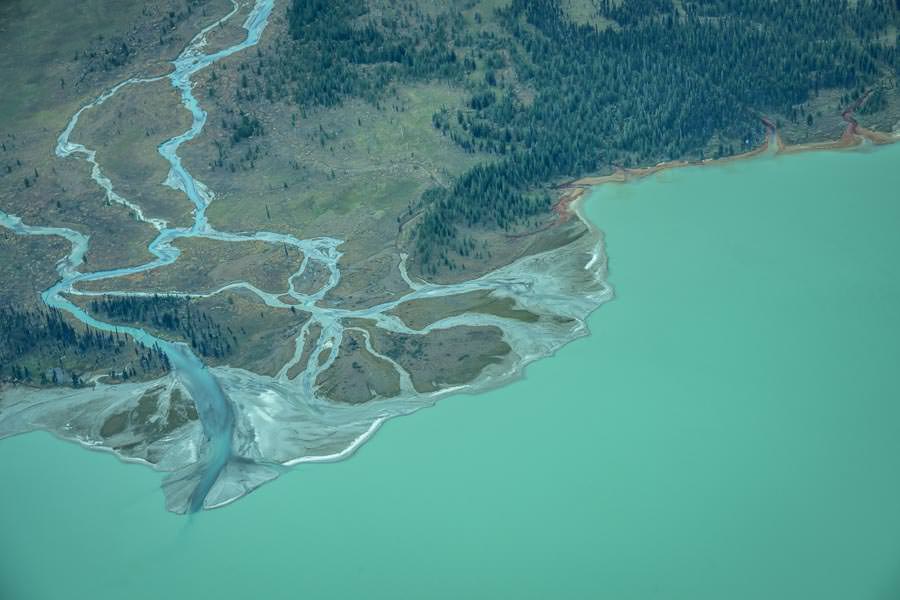 Skeena River system steelhead