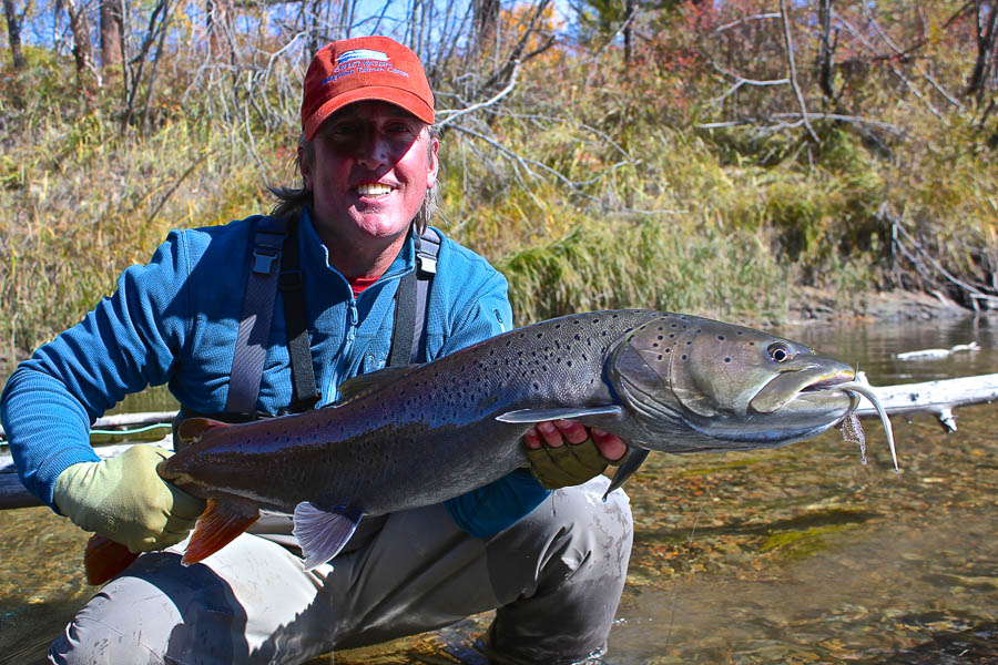 Huge taimen on a fly