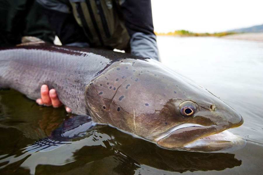 Fly Fishing for Taimen