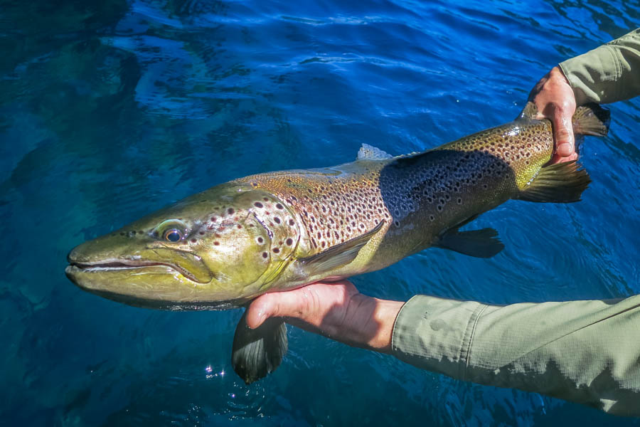 Big brown trout in Argentina