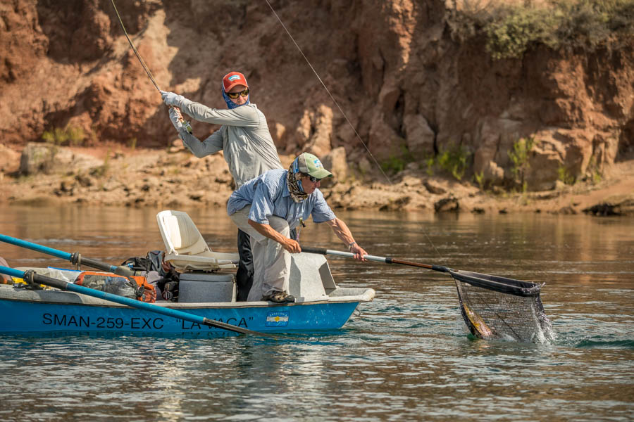 Nice fish on the Limay