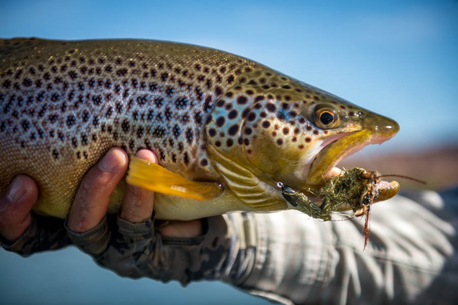 Limay brown