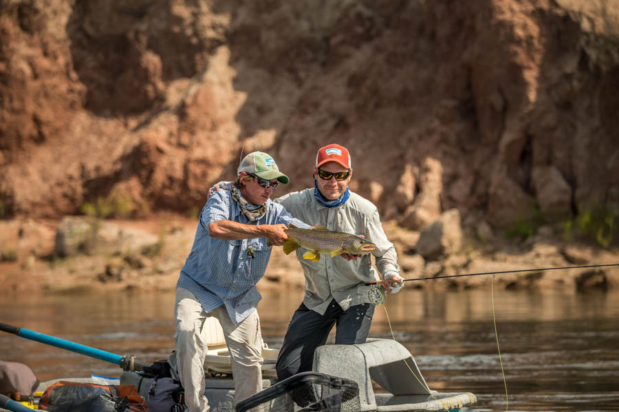 brown trout
