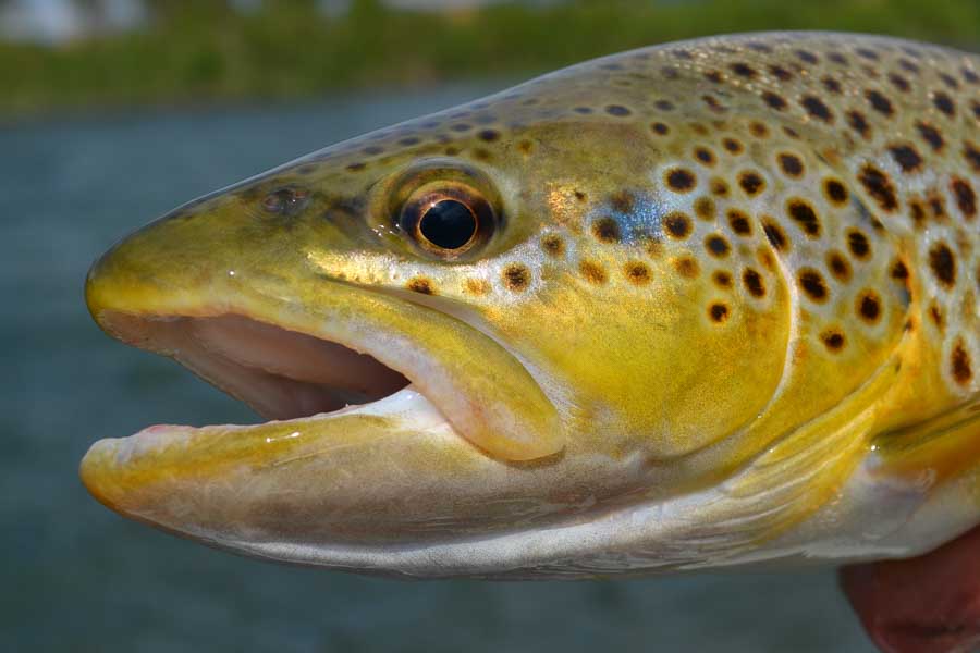Montana brown trout