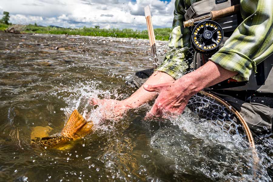 releasing a healthy brown trout
