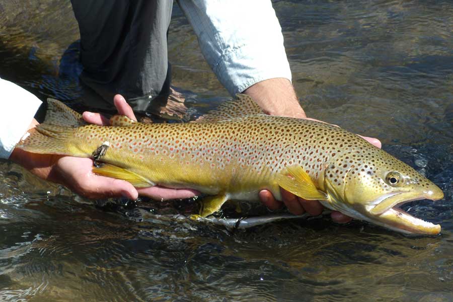 Jefferson River brown trout