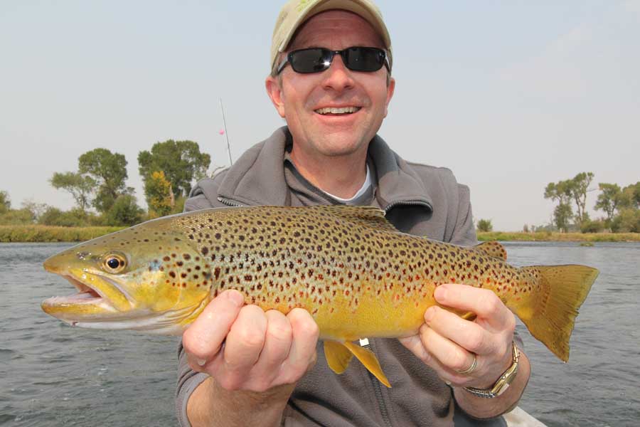 brown trout Jefferson River