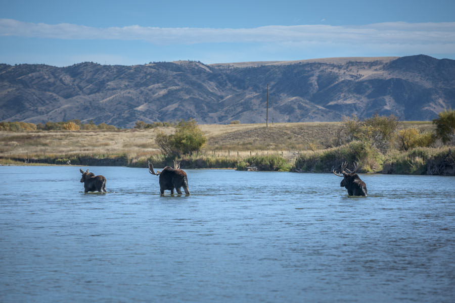 Moose on the Jefferson River Montana