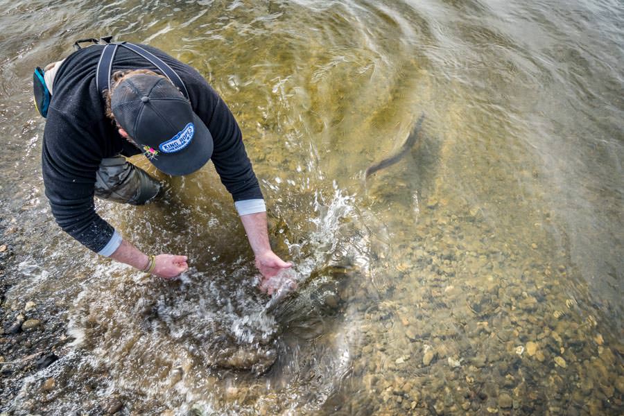 Brown Trout release Rio Grande