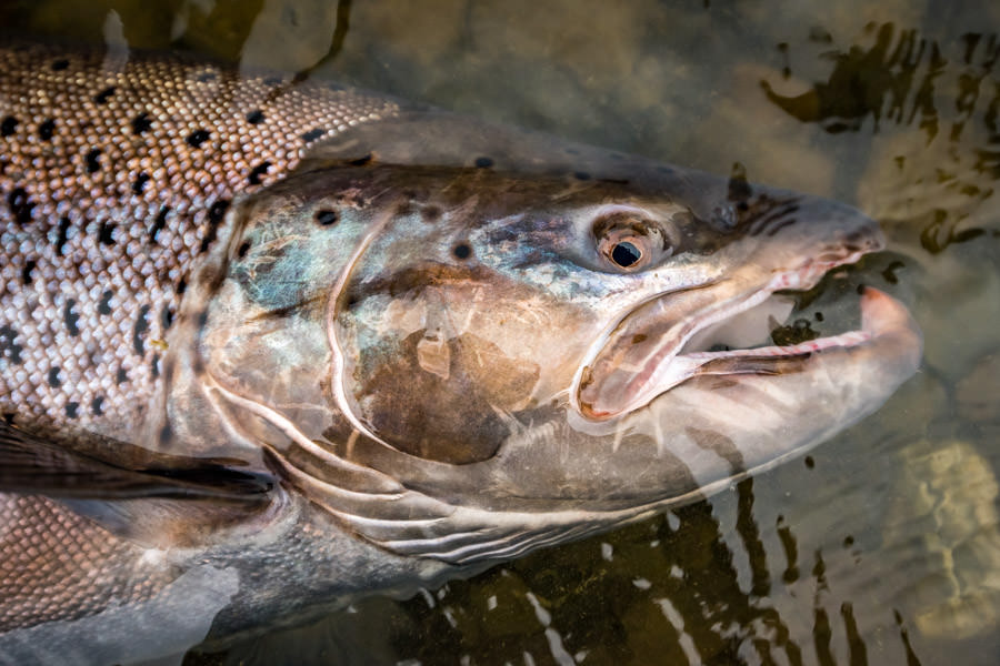 Sea Run brown trout Tierra Del Fuego fishing trip