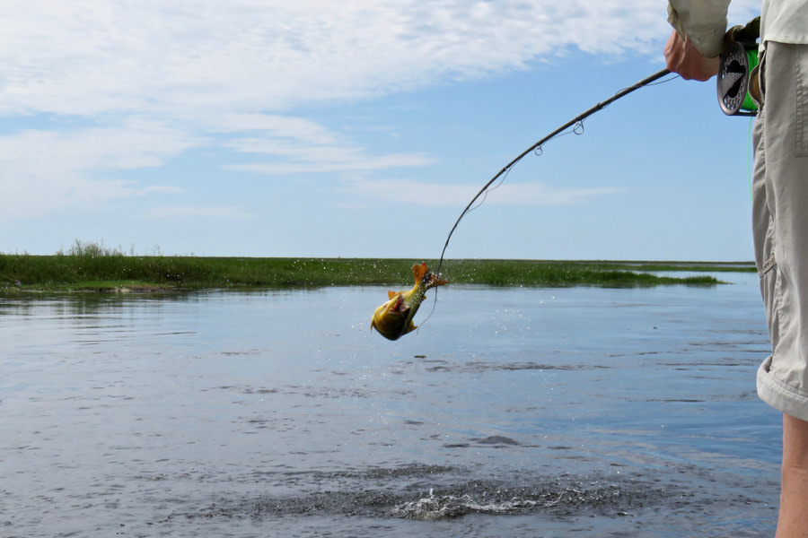 jumping golden dorado