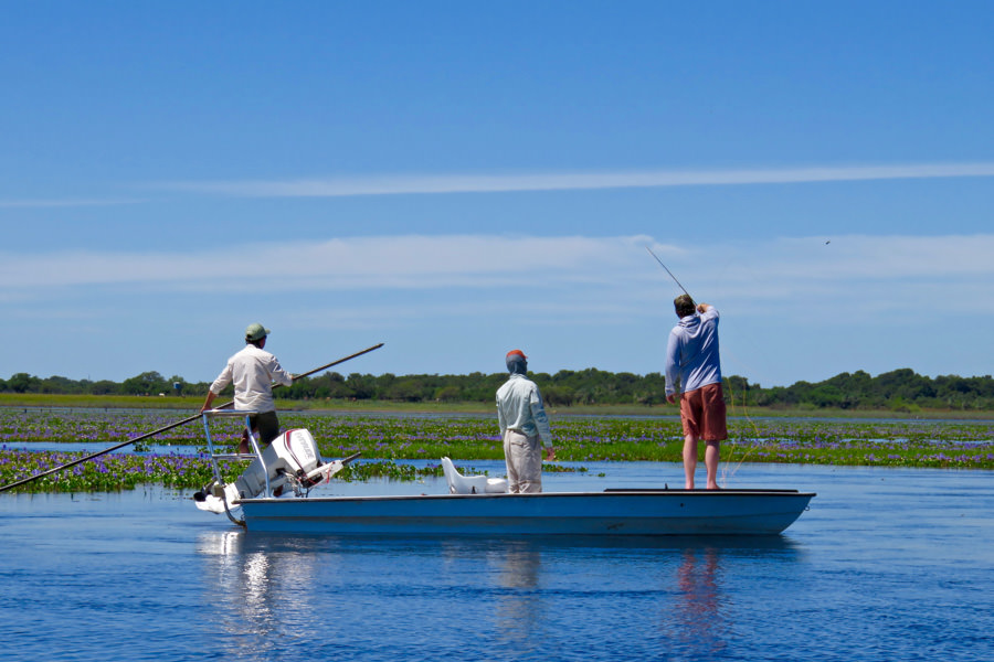 fly fishing for golden dorado