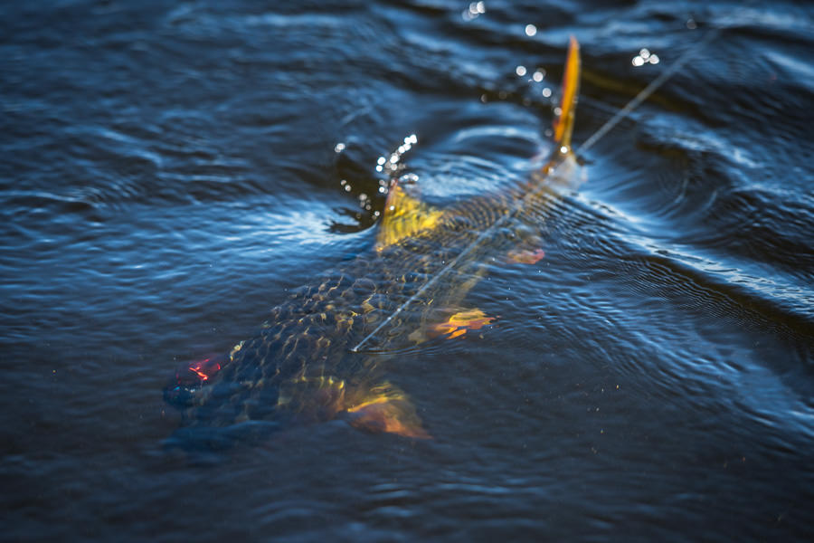 golden dorado