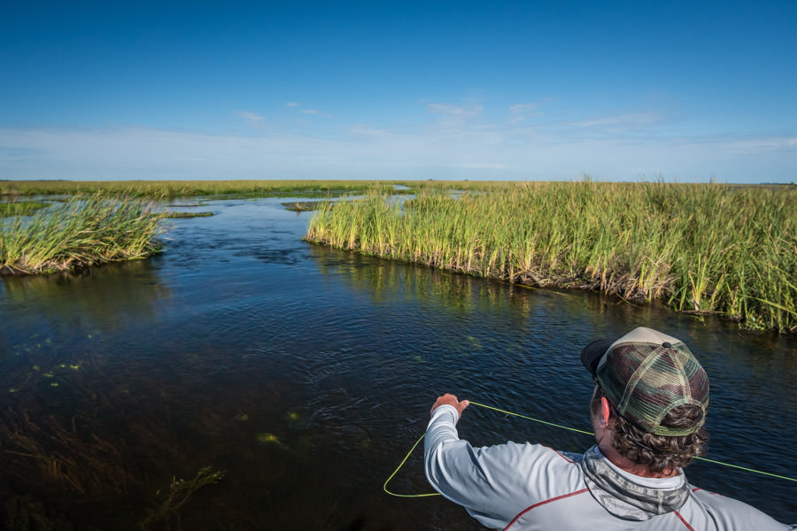 fly fishing golden dorado