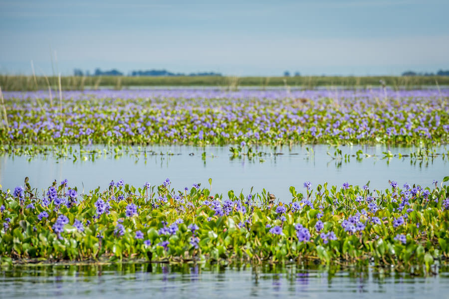 Ibera Marsh