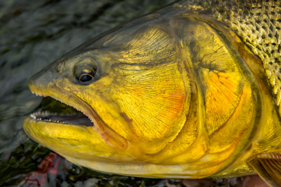 Argentina fly fishing