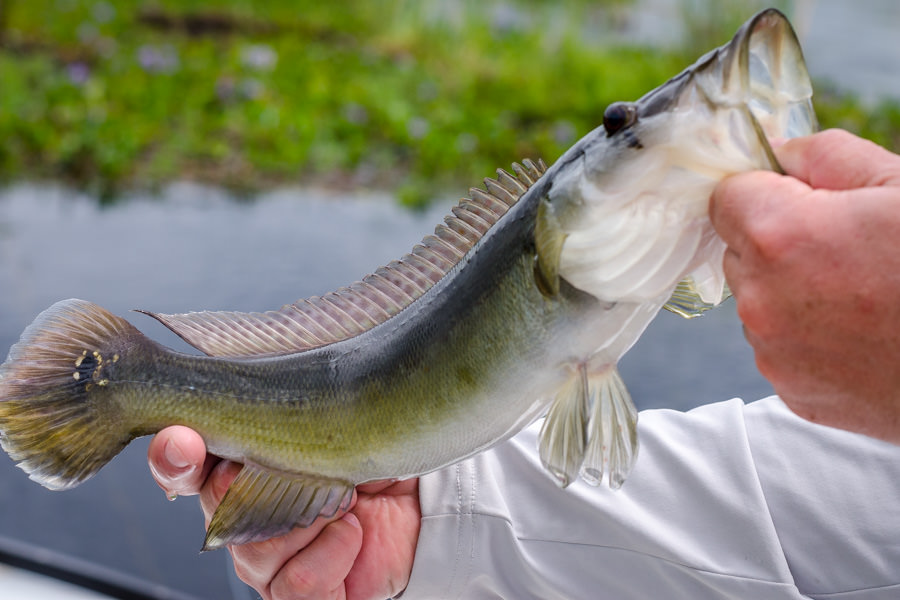 Argentina fly fishing
