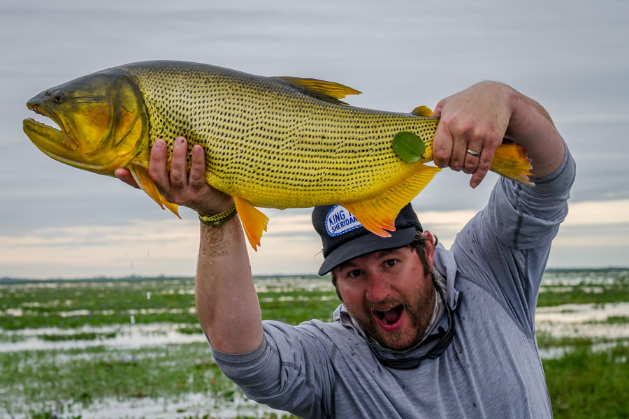 golden dorado argentina