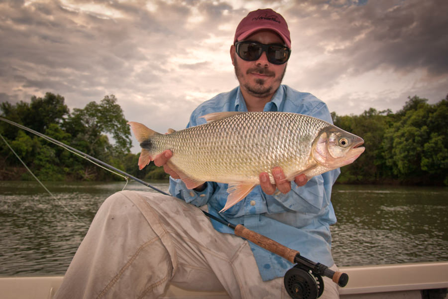 Golden Dorado Fly Fishing