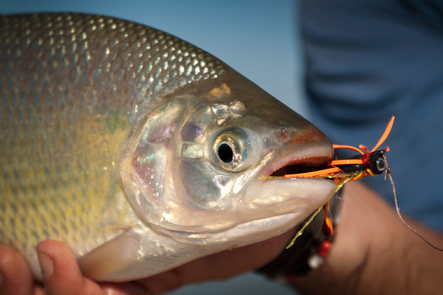 Montana Angler International Destinations