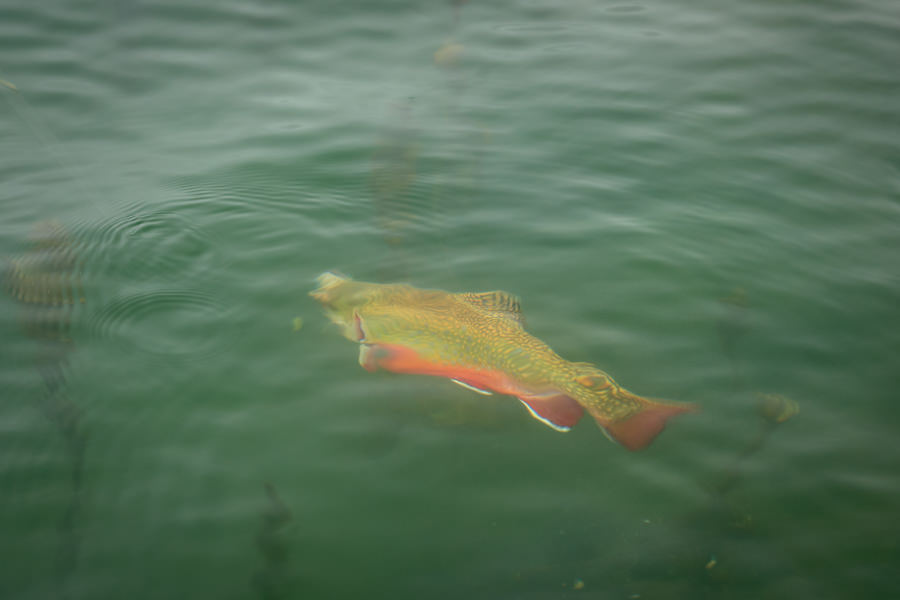 Big brook trout trophy stillwater fishing
