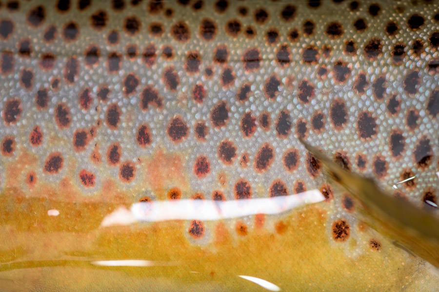 Brown trout camo flagstaff lake