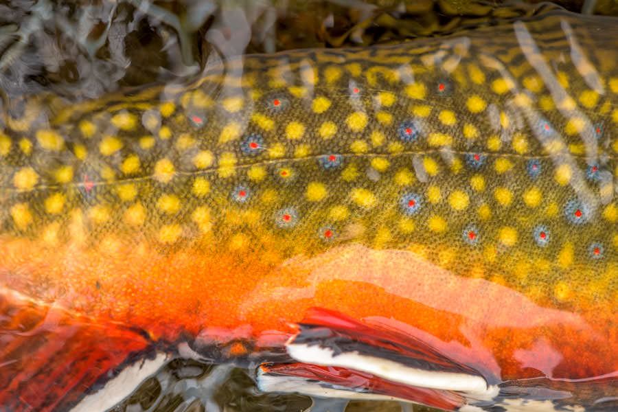 brook trout spots guided montana fly fishing trips
