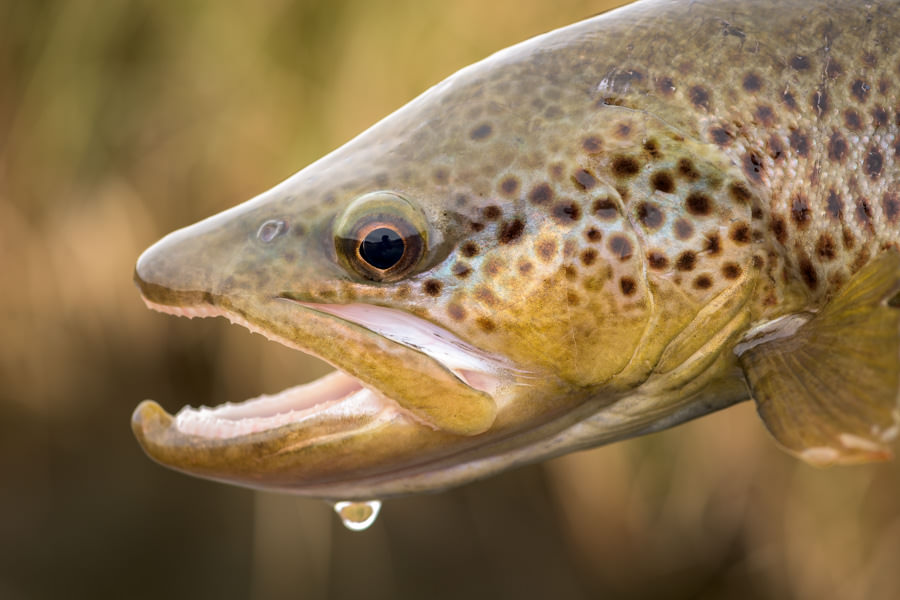 Big brown trout private lake fishing montana