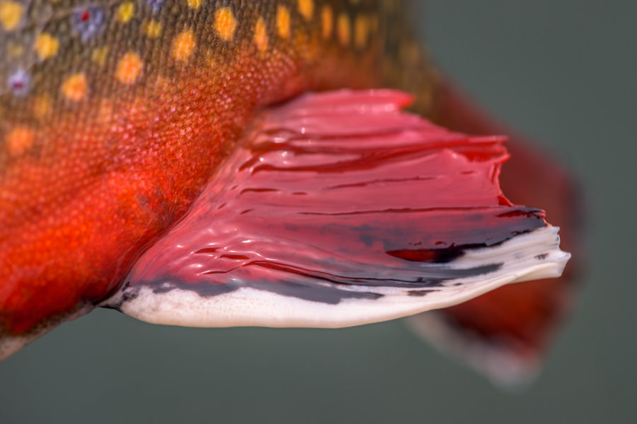 beautiful brook trout brook trout up close