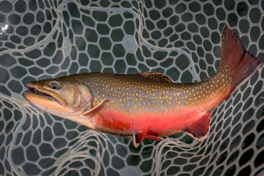 Huge brook trout trophy pond fishing