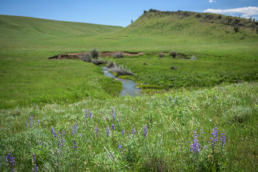 small stream fly fishing