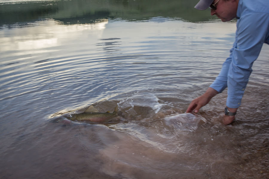 trout release guided fly fishing trip