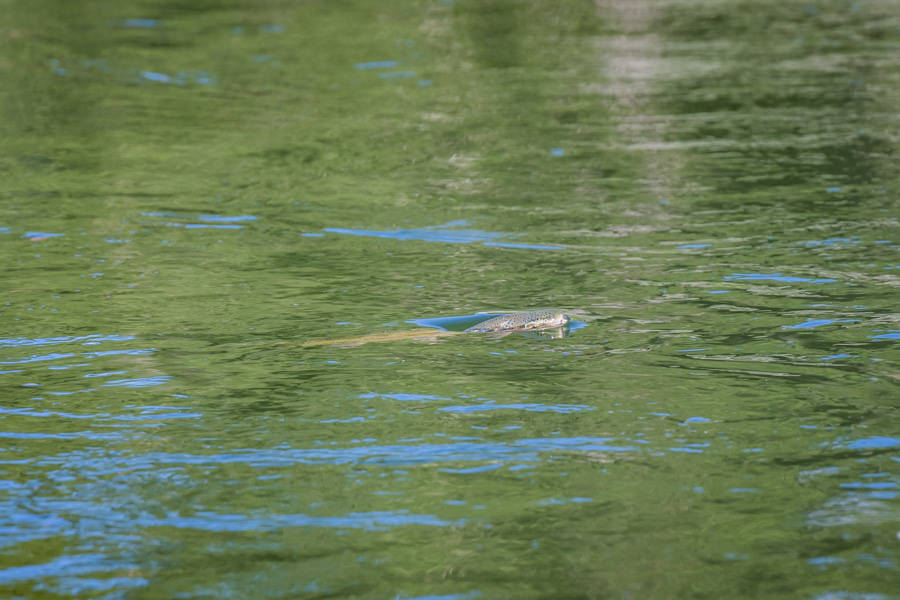 rising fish rising trout