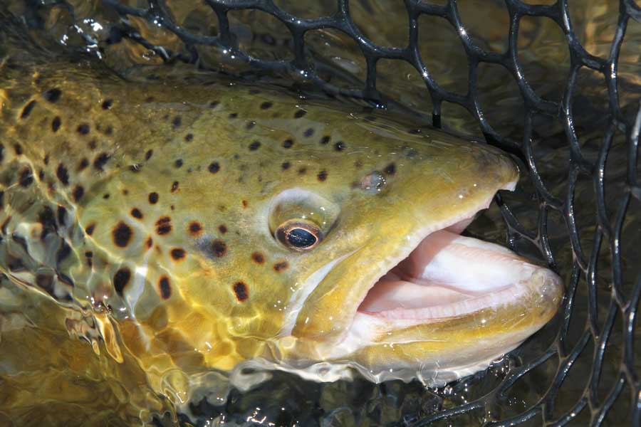 Big Hole River fishing guides